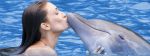 dolphin-cove-limited-1-md.jpg